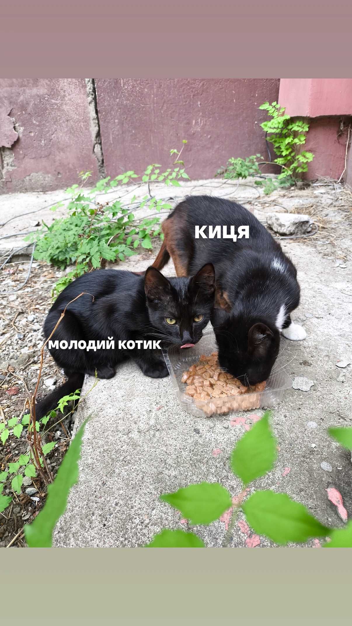 ТЕРМІНОВО! Котики шукають дім!