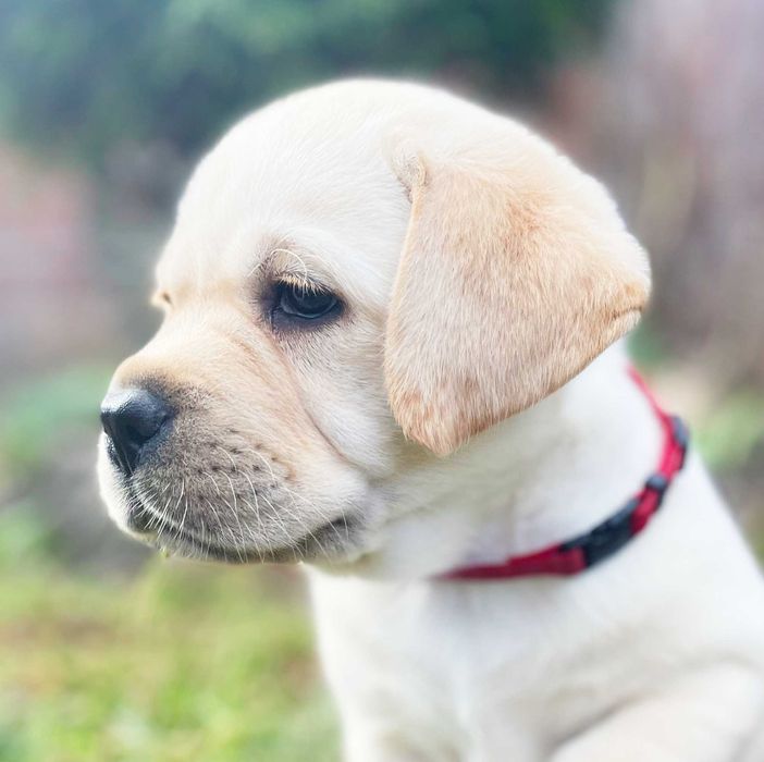 Видео) Топ щенки лабрадора ретривера, эксклюзивный помет в Украине.