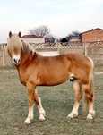 Stanowka krycie ogierem rasy Haflinger ogier