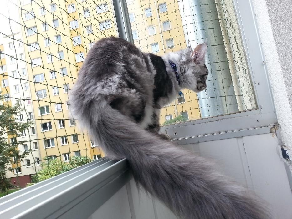 Siatka dla kota i na gołębie. Balkon, taras, okno.