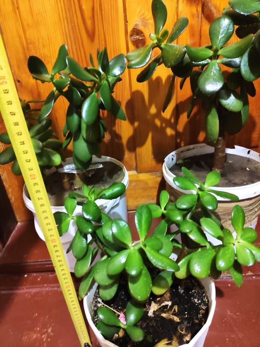 Грошове дерево толстянка