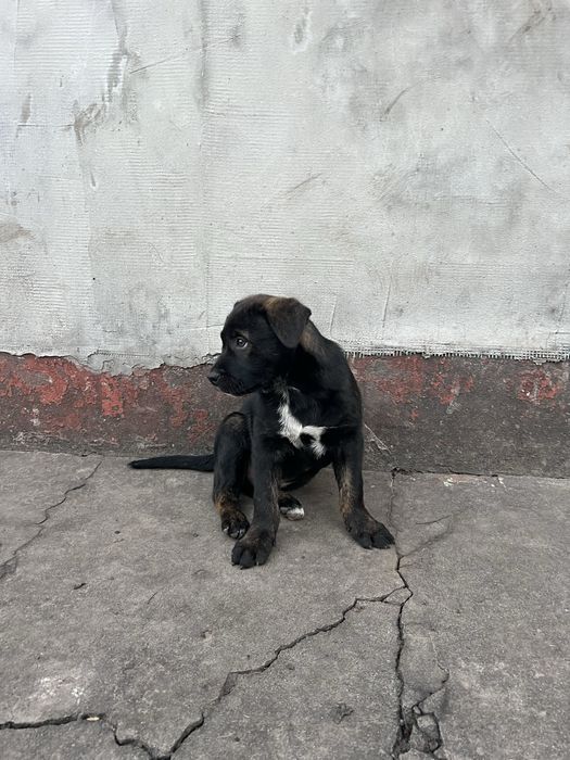 Віддаємо щенят хлопчиків