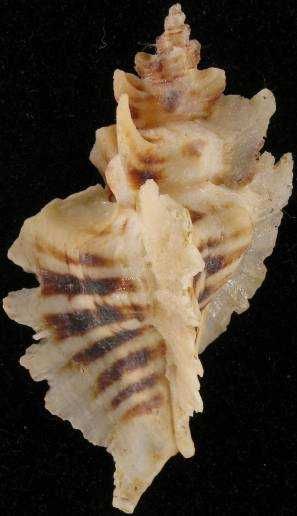 Muszle morskie- Pteropurpura trialata