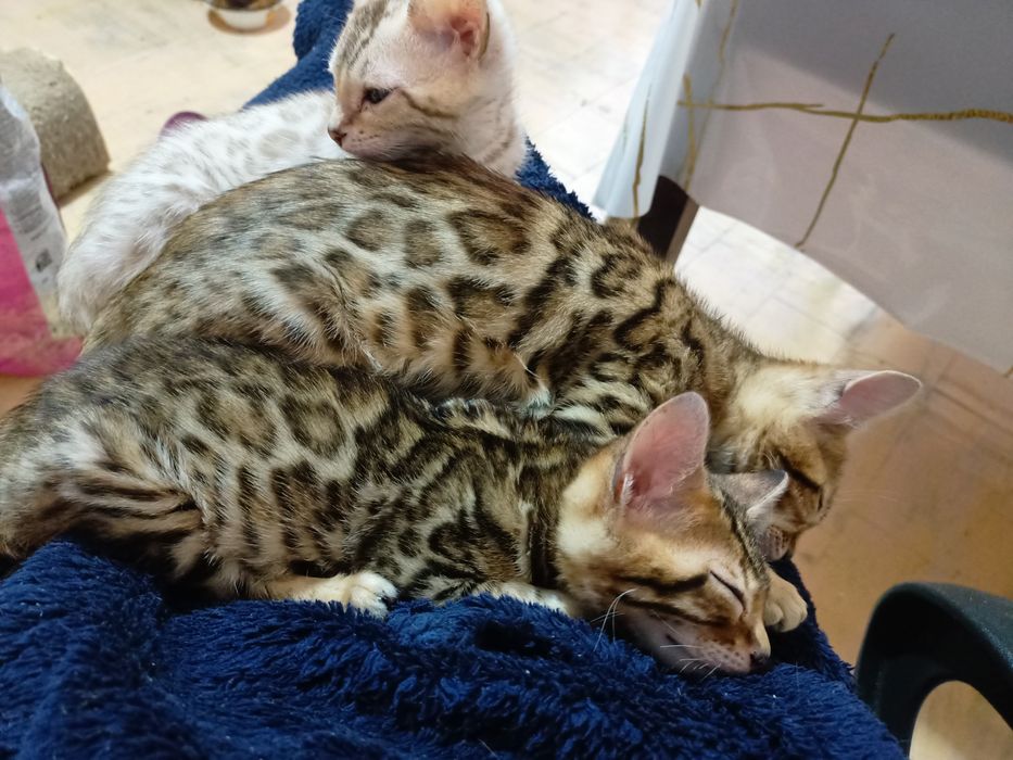 Бенгальці Bengali 2 розкішні клубні дівчинки