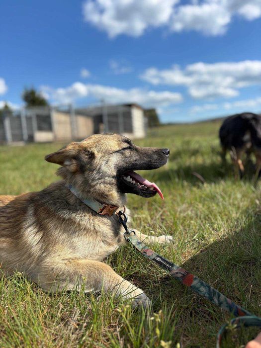 1,5 roczny psiak Corgi, nieśmiały, odnajduje się w towarzystwie psów