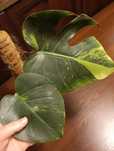 Monstera GoG dół rośliny