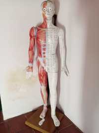 Boneco anatômico acupunctura luxo 178 cm