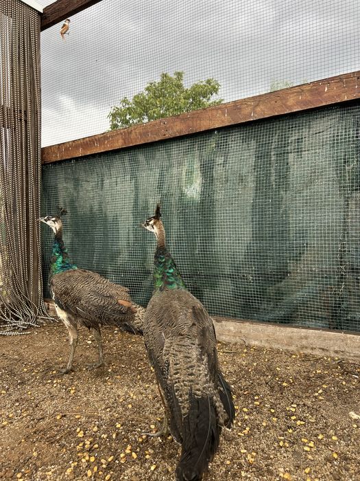 Pavoes jovens  filhos de pavoa branca