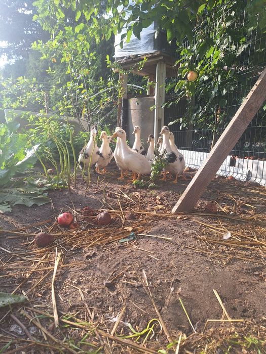 Młode kaczki pekin