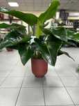 Philodendron Green Beauty, filodendron, duży zielony liść
