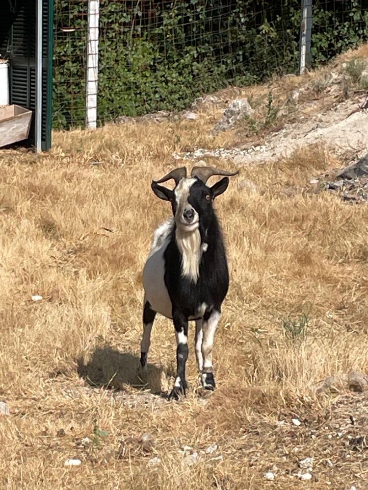 Vendo Macho anao