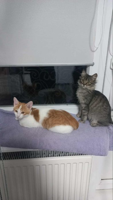 Дівчинка підліток в хороші руки