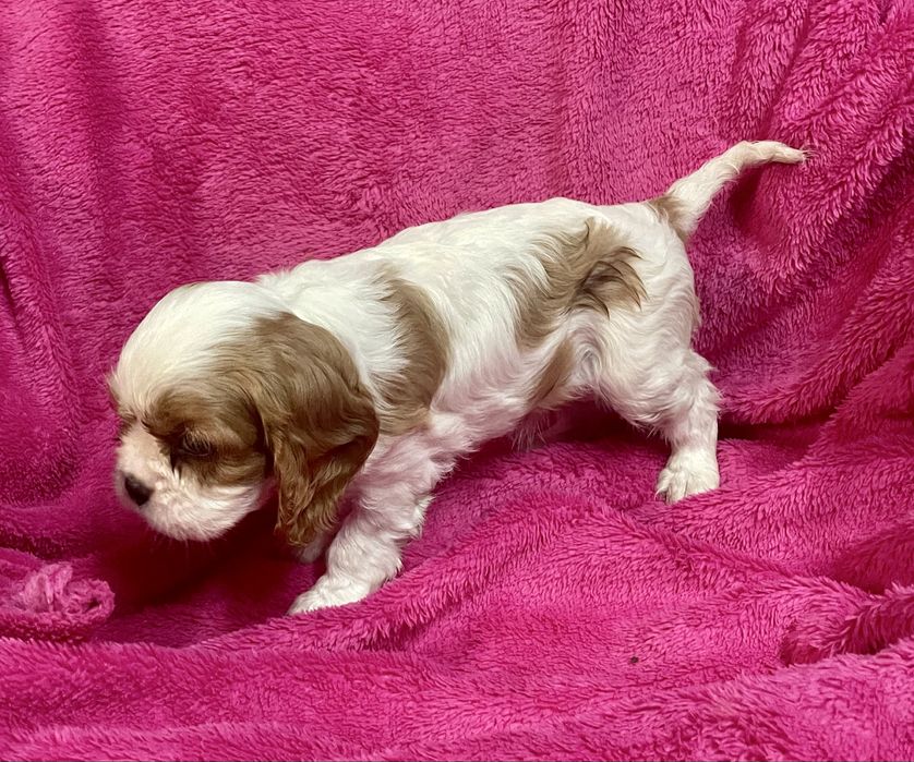 Cavalier king charles Femea LOP e Afixo