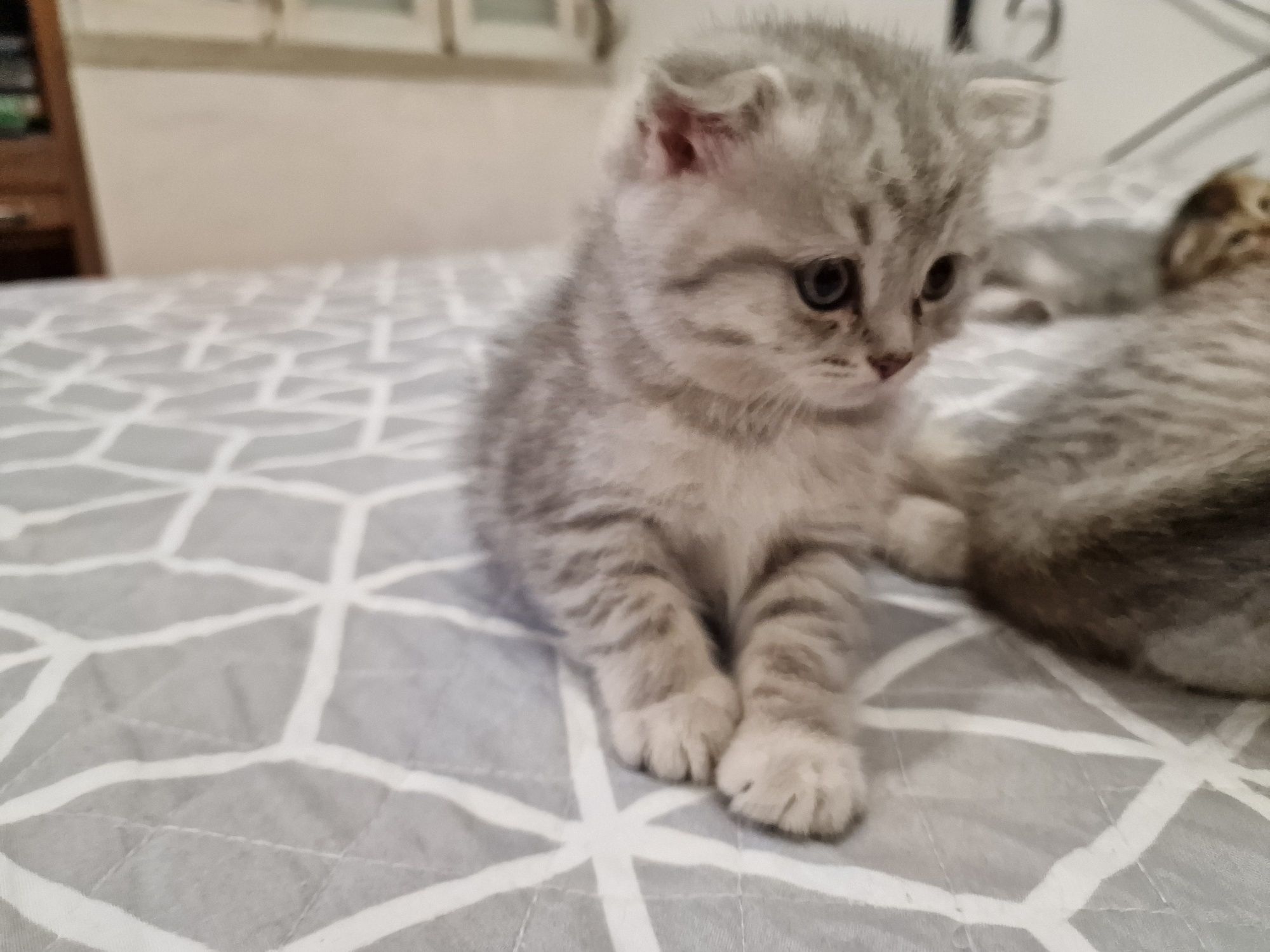 Scottish fold fêmea