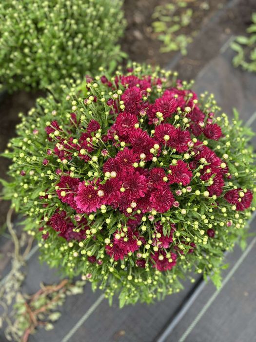 Хризантема великий вибір. хоста, бересклет, ромашка