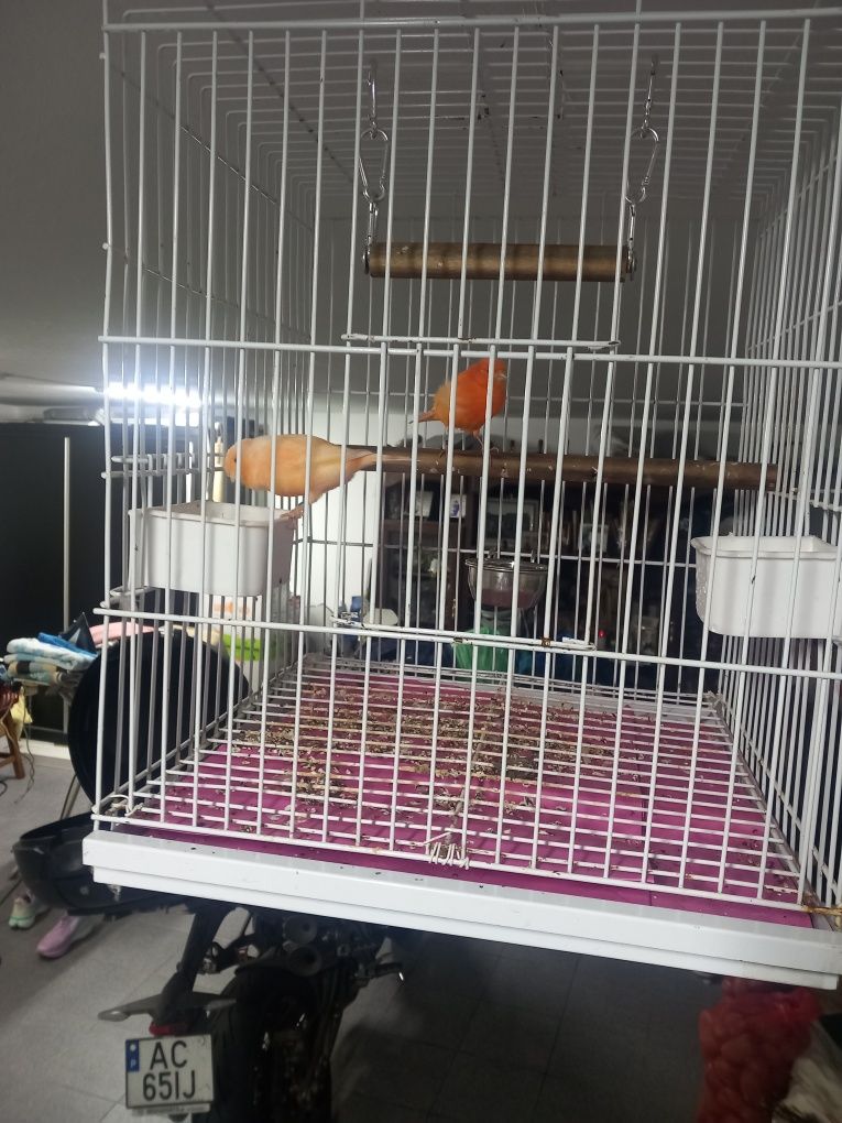 Venho casal de canários só até domingo..