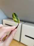 Philodendron Strawberry Shake
