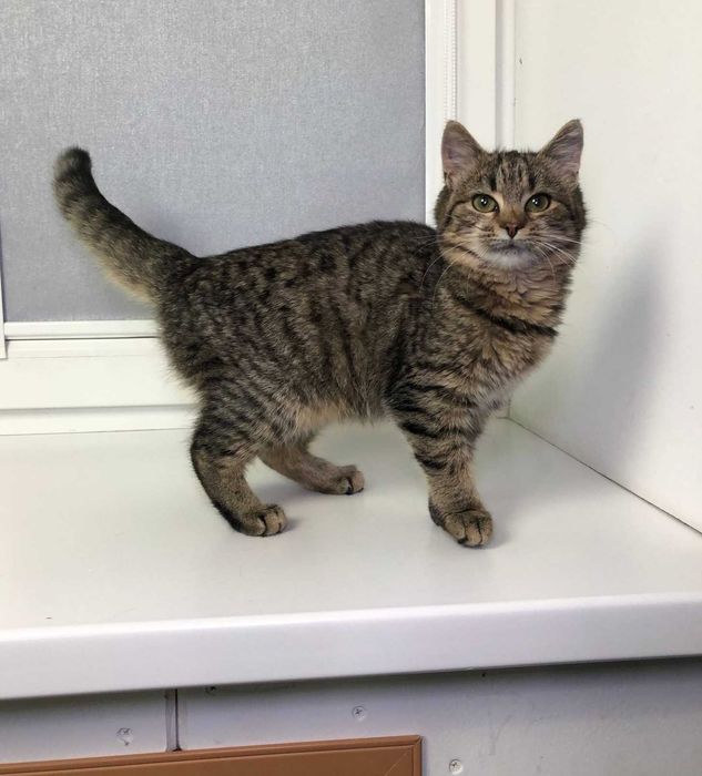 Красивая полосатая девочка-котёночек Мими, возраст около 3.5–4 месяцев