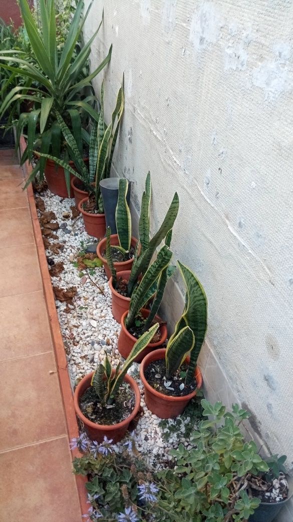Vendo espadas são jorge 4 euros cada vaso