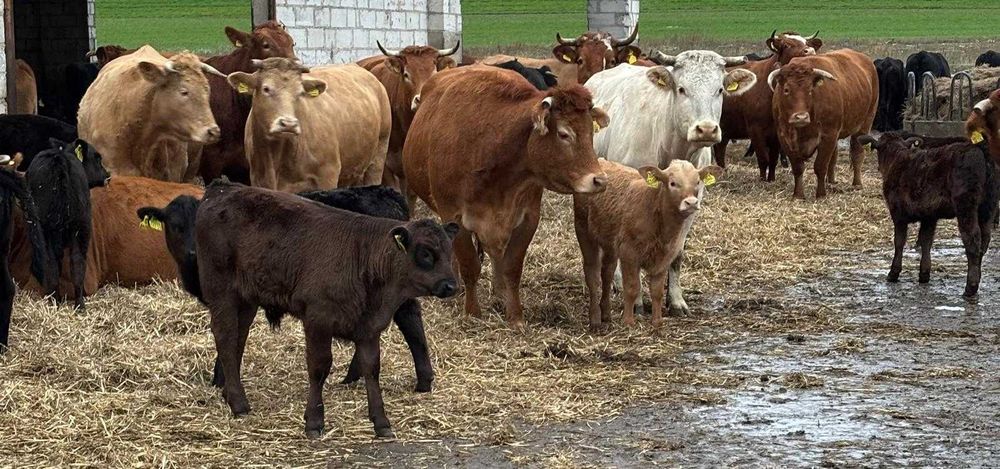 Krowy do dalszej hodowli lub na rzeź- rasa MM