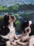 Piesek Cocker Spaniel