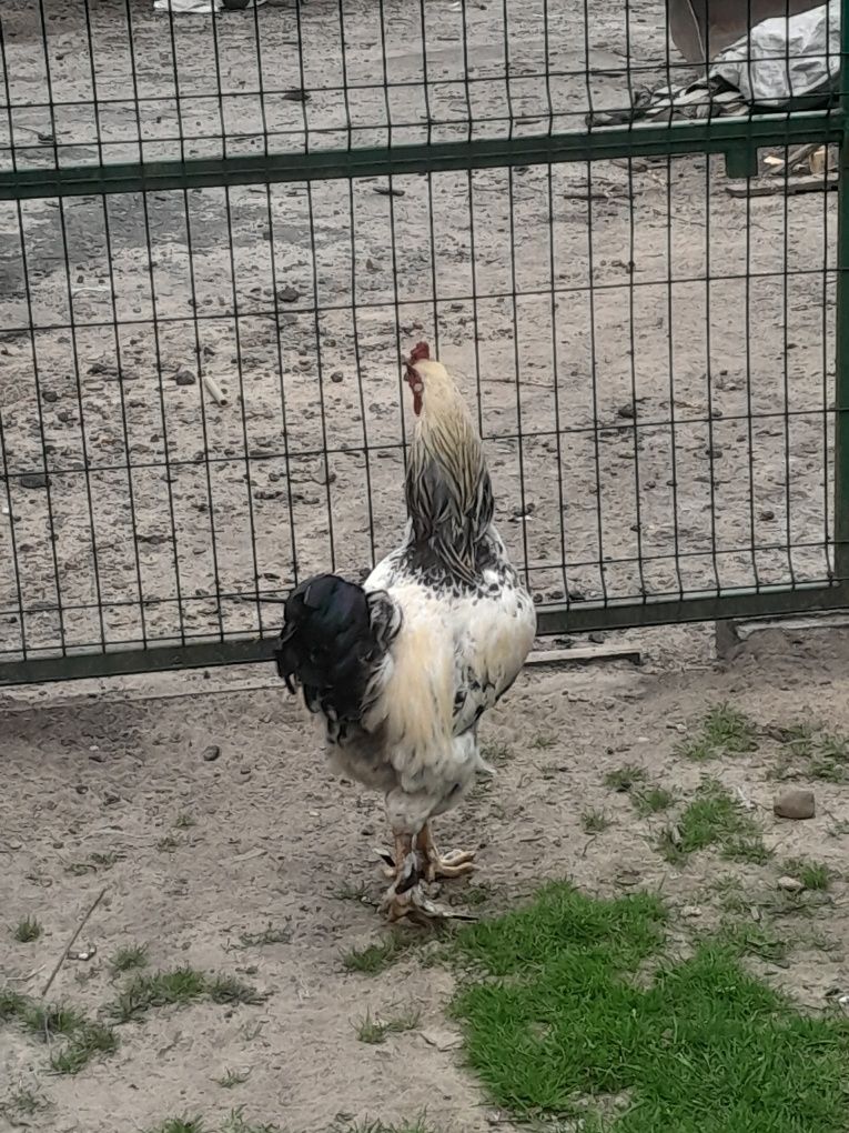 Kogut biały odchowany