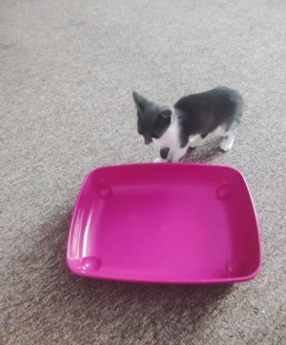 Лоток для вашого котика б/у