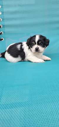 Shitzhu Macho Shih tzu