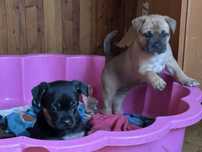 Szczenięta do adopcji 2 suczki po bulgogu