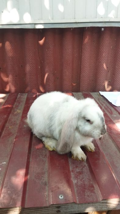 Самка французький баран, кролики