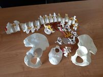 Model anatomiczny kręgosłupa