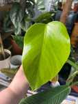 Monstera aurea marmorata
