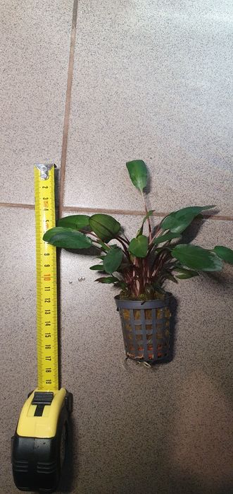 Cryptocoryne becketti - roślina akwariowa