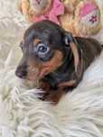 **SALLY**sunia jamnik miniaturowy blue do rezerwacji
