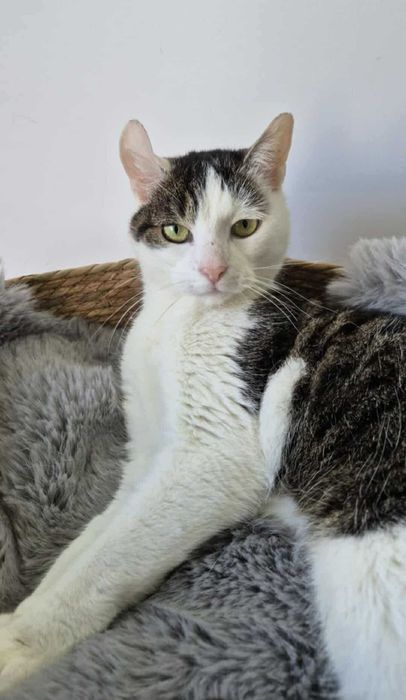 Frużelka do kochania - mała kotka