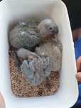 Vendo amazonas auropalliata