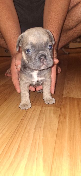 Продаються цуценята французького бульдога