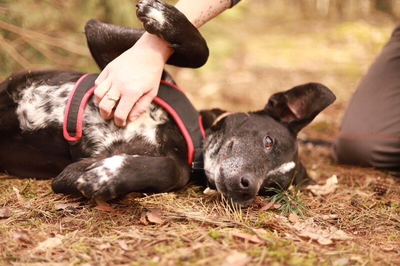 Trop melduje się na specer! Adoptujesz go?