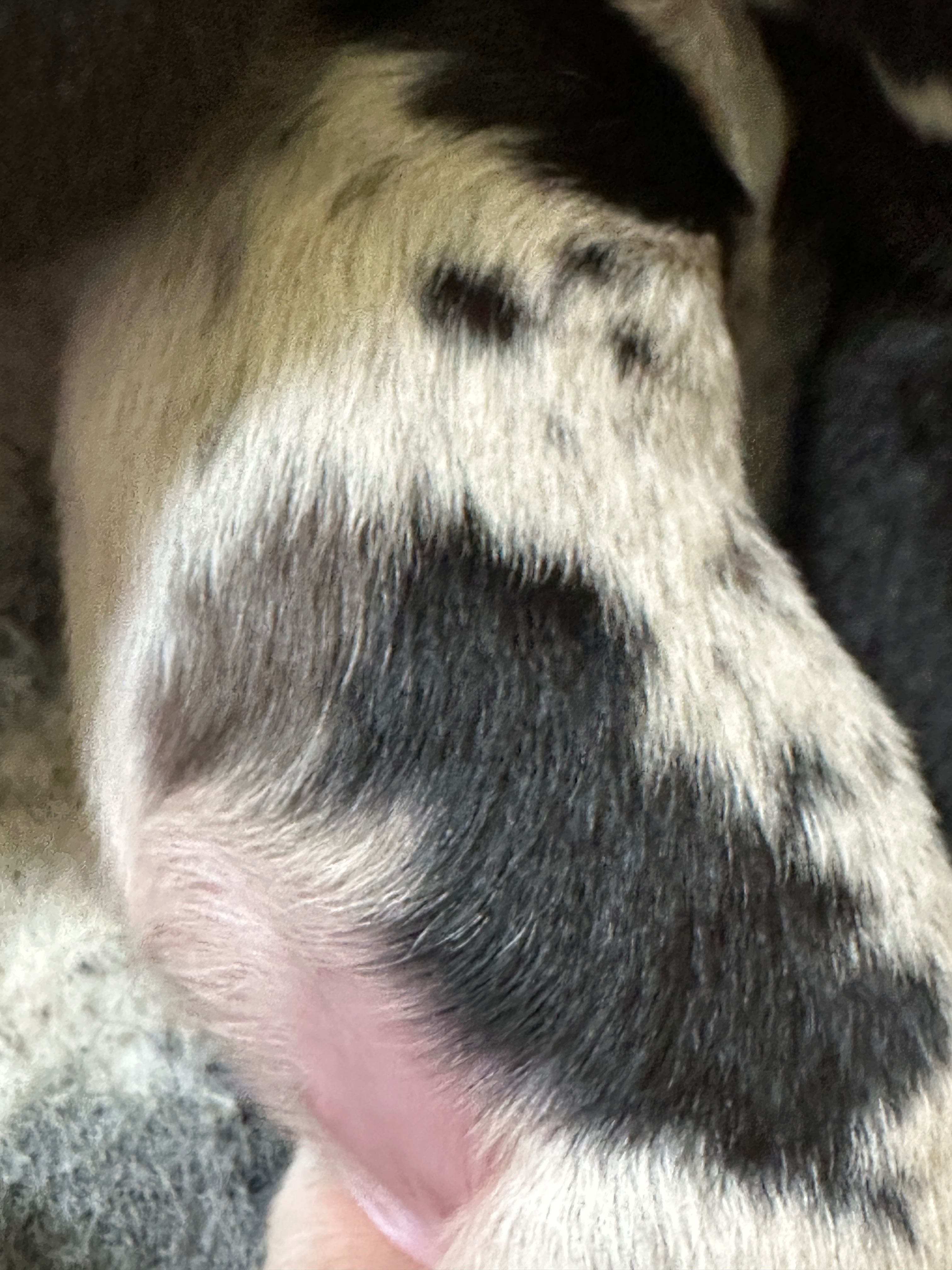 Border Collie /ZKwP /FCI