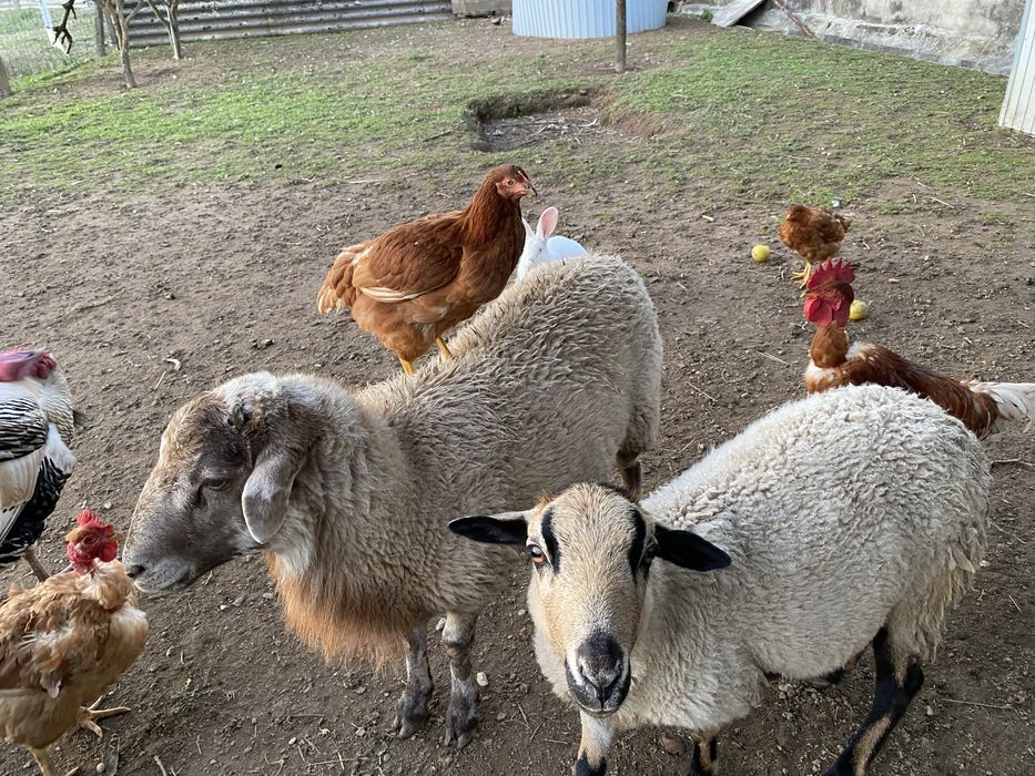 Ovelha macho e femia