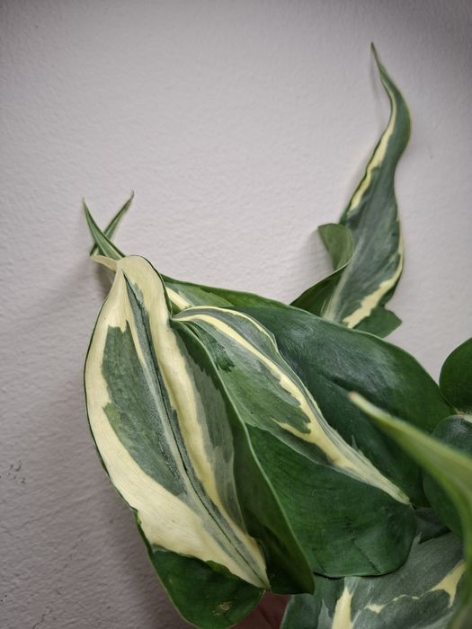 Philodendron Hederaceum Rio