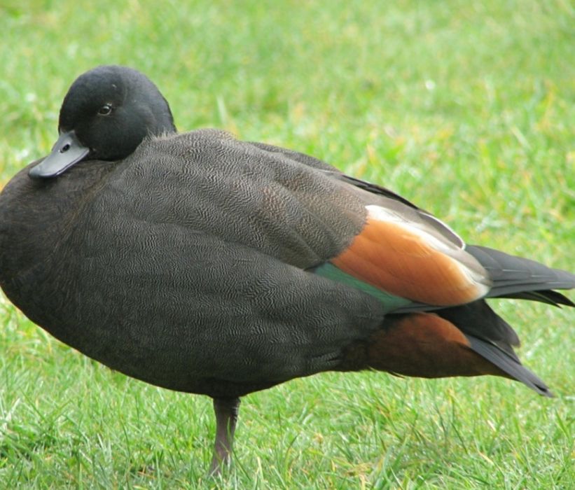 Sprzedam kaczora kazarke Rajską