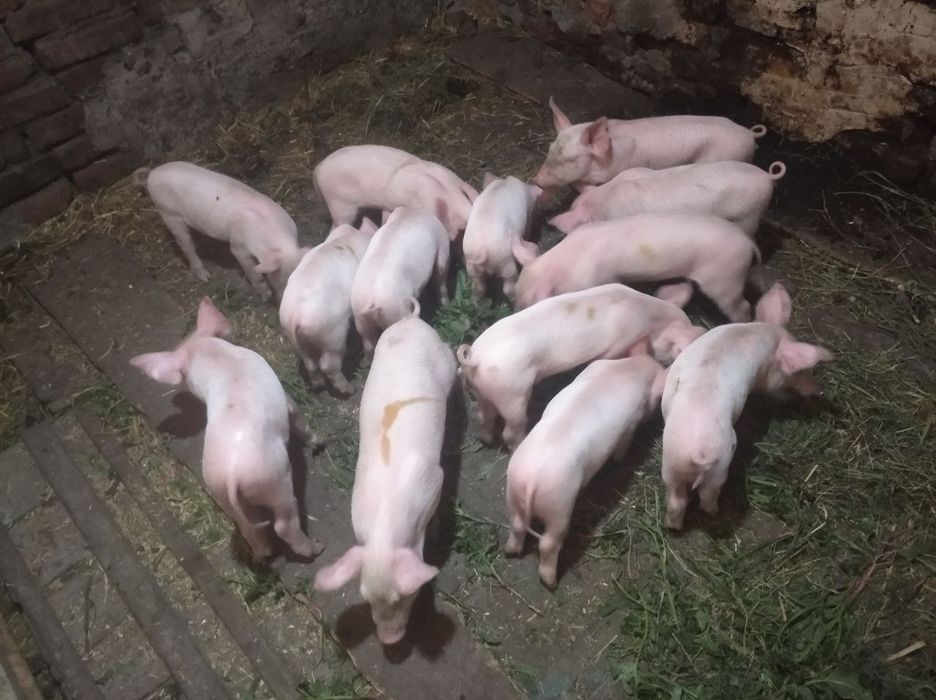 Продам білих поросяток, всі питання по телефону
