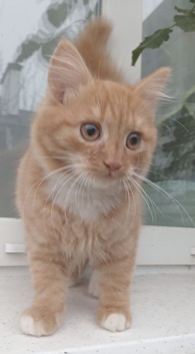 Риже щастя котик