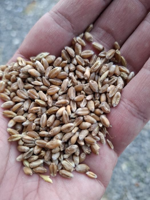 Pszenica 2025 sprzedam