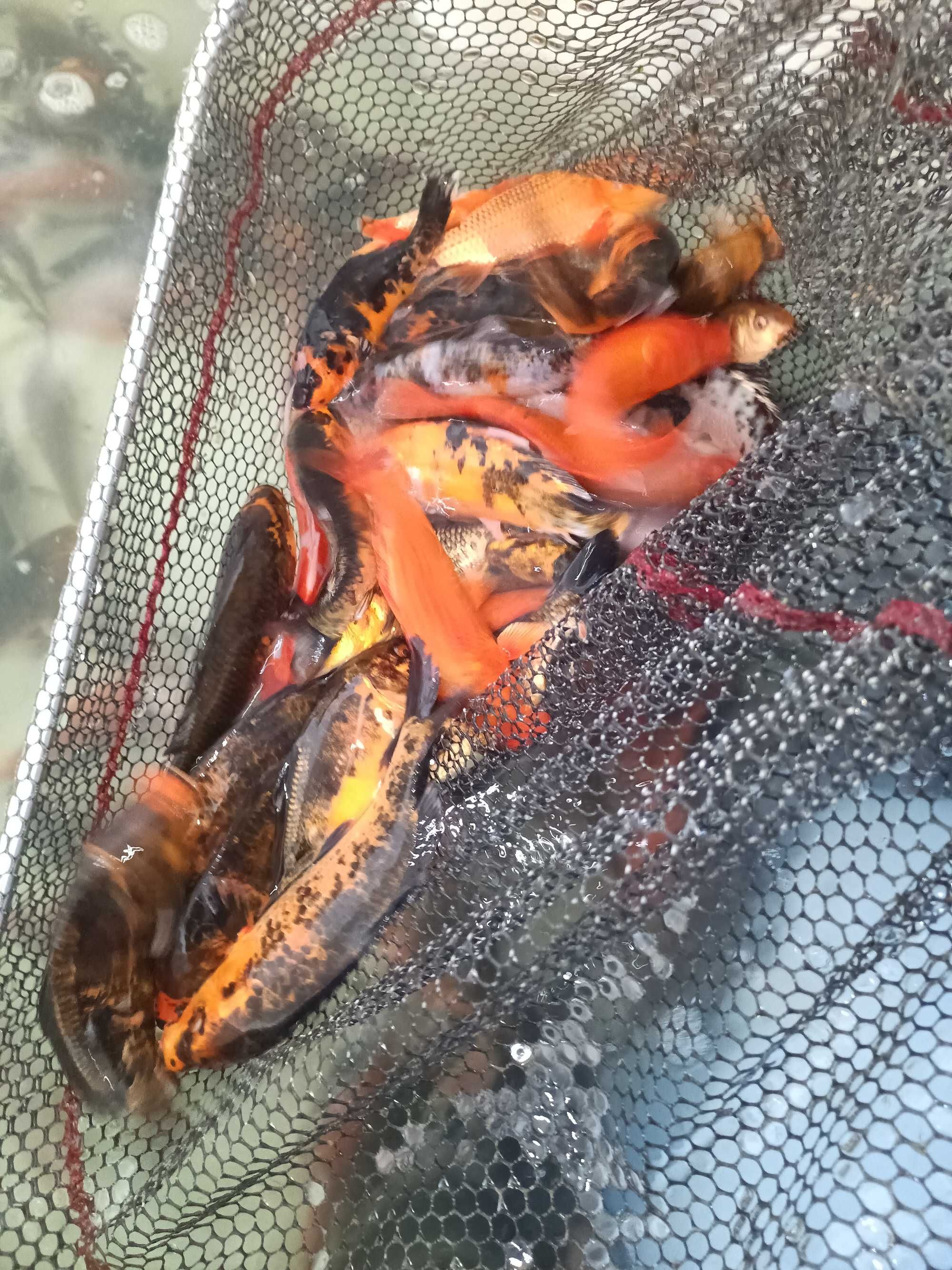 Karp Koi 20 - 30+ cm