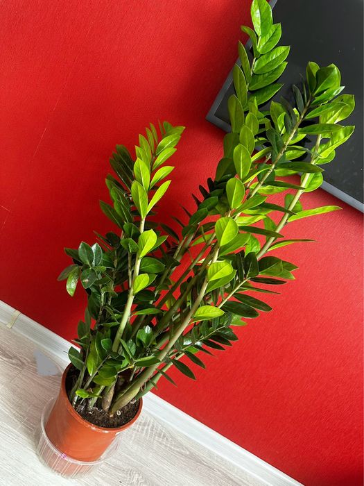 Замиокулькас денежное дерево счастья