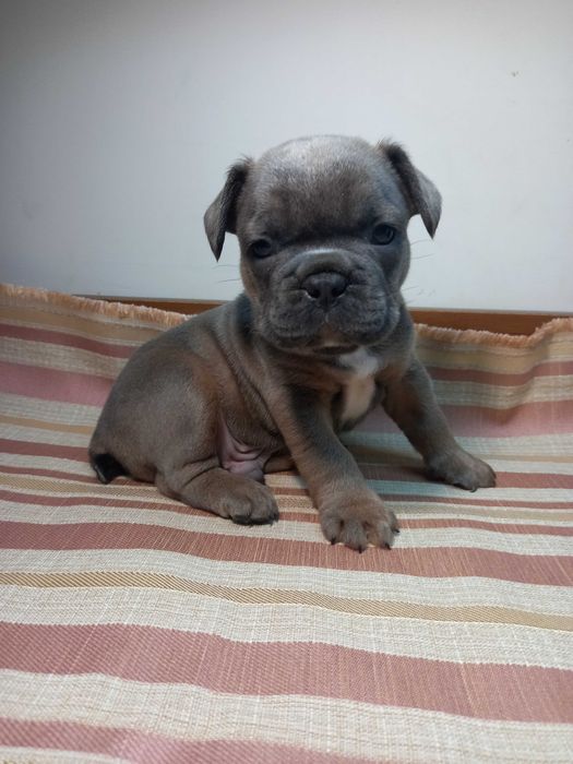 Суперові французики