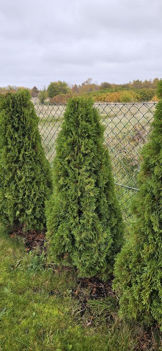 Iglaki tuje szmaragdy