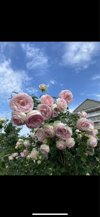 РОЗЫ английские; плетистые и парковые: Пьер де ронсар и Ред Леонардо